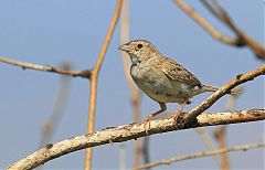 Cassin's Sparrow